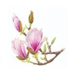 Magnolia Blossoms by Dorota Haber-Lehigh